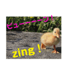 コールダックのKちゃん/call duck（個別スタンプ：36）