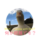 コールダックのKちゃん/call duck（個別スタンプ：38）