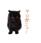 次女、三女 NO1（個別スタンプ：16）