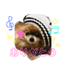 可愛い。愛犬。（個別スタンプ：2）