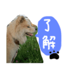 可愛い。愛犬。（個別スタンプ：3）