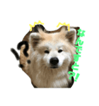 可愛い。愛犬。（個別スタンプ：4）