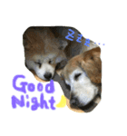 可愛い。愛犬。（個別スタンプ：5）
