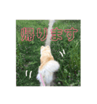 可愛い。愛犬。（個別スタンプ：6）