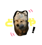 可愛い。愛犬。（個別スタンプ：8）