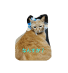 タロちゃんです（個別スタンプ：1）