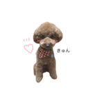 トイプードルのきなこ（個別スタンプ：5）