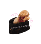 トイプードルのきなこ（個別スタンプ：14）