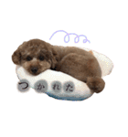 トイプードルのきなこ（個別スタンプ：19）