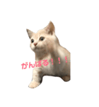 じんたんときなこ（個別スタンプ：3）
