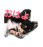 チワワの華さん（個別スタンプ：2）