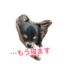 チワワの華さん（個別スタンプ：3）