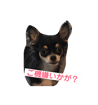 チワワの華さん（個別スタンプ：4）