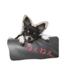 チワワの華さん（個別スタンプ：7）