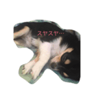 チワワの華さん（個別スタンプ：14）