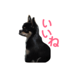 チワワの華さん（個別スタンプ：16）