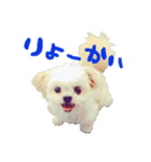 スパンク＆ポテト（個別スタンプ：1）