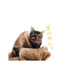 サビ猫ぽんちゃんのスタンプ（個別スタンプ：2）