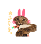 サビ猫ぽんちゃんのスタンプ（個別スタンプ：5）