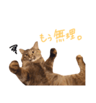 サビ猫ぽんちゃんのスタンプ（個別スタンプ：7）