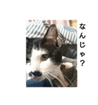 コミュ症ねこ・おしゃまんべ（個別スタンプ：1）