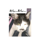 コミュ症ねこ・おしゃまんべ（個別スタンプ：2）
