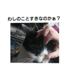 コミュ症ねこ・おしゃまんべ（個別スタンプ：3）