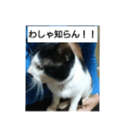 コミュ症ねこ・おしゃまんべ（個別スタンプ：4）