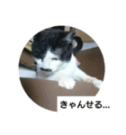 コミュ症ねこ・おしゃまんべ（個別スタンプ：6）