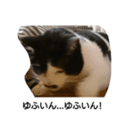 コミュ症ねこ・おしゃまんべ（個別スタンプ：7）