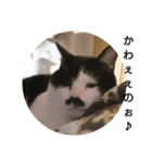 コミュ症ねこ・おしゃまんべ（個別スタンプ：8）