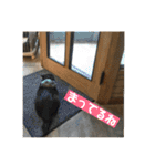くぅちゃんとなかまたち（個別スタンプ：1）