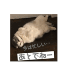 くぅちゃんとなかまたち（個別スタンプ：9）