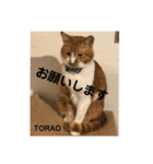くぅちゃんとなかまたち（個別スタンプ：13）