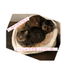 くぅちゃんとなかまたち（個別スタンプ：29）