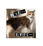 くぅちゃんとなかまたち（個別スタンプ：32）