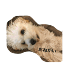 ぽんちゃんが行く（個別スタンプ：1）