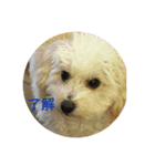 ぽんちゃんが行く（個別スタンプ：5）