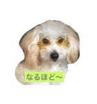 ぽんちゃんが行く（個別スタンプ：6）