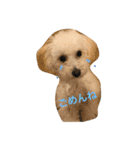 ぽんちゃんが行く（個別スタンプ：10）