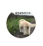 ぽんちゃんが行く（個別スタンプ：15）