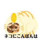 愛イヌ、愛ネコ（個別スタンプ：1）