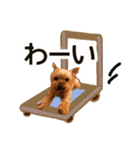 愛イヌ、愛ネコ（個別スタンプ：8）