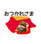 愛イヌ、愛ネコ（個別スタンプ：11）