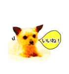 愛イヌ、愛ネコ（個別スタンプ：12）