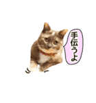 愛イヌ、愛ネコ（個別スタンプ：13）
