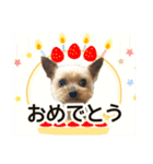 愛イヌ、愛ネコ（個別スタンプ：14）
