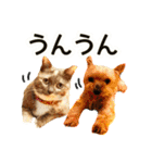愛イヌ、愛ネコ（個別スタンプ：15）