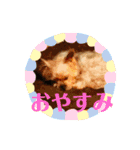 愛イヌ、愛ネコ（個別スタンプ：18）