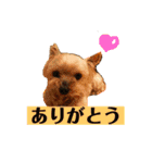 愛イヌ、愛ネコ（個別スタンプ：20）